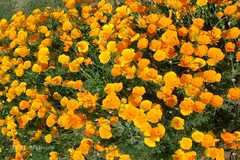 Papaver nudicaule